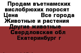 Продам въетнамских вислобрюхих поросят › Цена ­ 2 500 - Все города Животные и растения » Другие животные   . Свердловская обл.,Екатеринбург г.